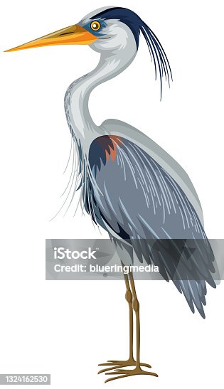 Free Clipart: Great Blue Heron in Flight | gurdonark