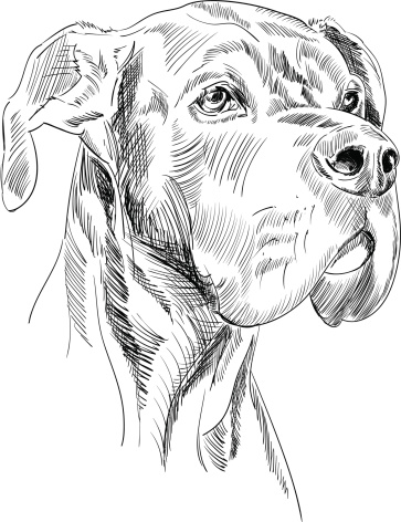 Great Dane Dog Head Sketch