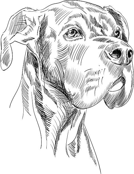 Great Dane Dog Head Sketch Hand-drawn vector sketch of a Great Dane dog. Strokes are expanded. dog drawings stock illustrations
