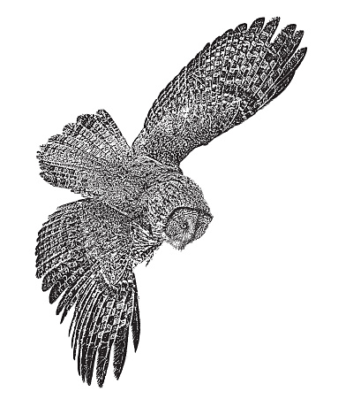 Great gray owl flying