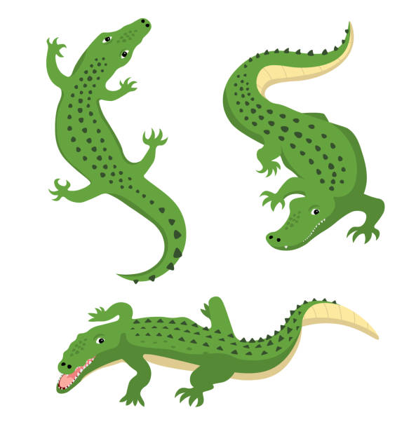 Green alligators set wild animal vector isolated Green alligator, wild animal, cartoon crocodiles, vector illustration isolated on white background alligator stock illustrations