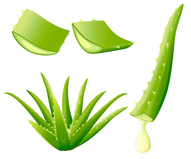 зеленое растение алоэ вера. нарежьте кусочки алоэ вера. сыворотка и коллаген натуральные экстракты витамина для ухода за кожей косметики. в - aloe vera stock illustrations