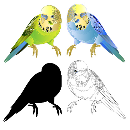 Green and blue parakeets , Budgerigar, home pet ,  or budgie or shell parakeet outline and silhouette    watercolor vintage vector illustration  editable