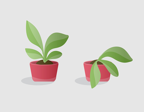 Opposite illustartion of living green plant and wilted plant in red pots. Isolated colorfulobjects in cartoon style for your design vector