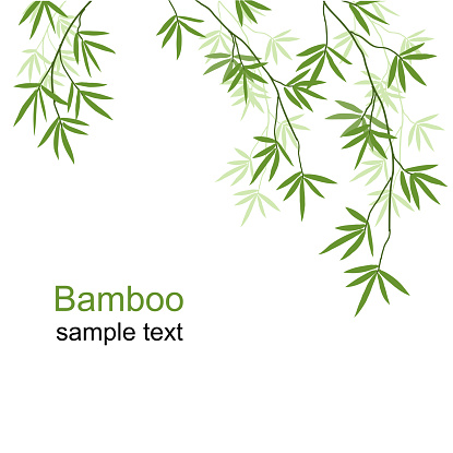 Green bamboo branches