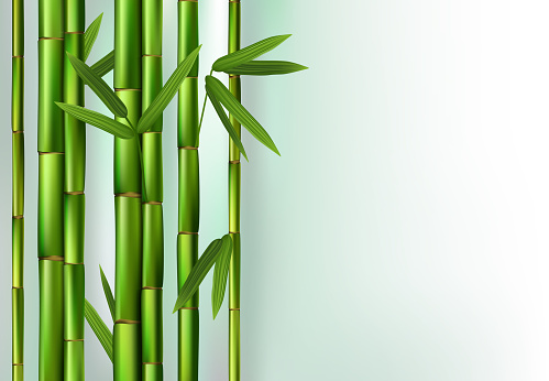 Green bamboo trunks background realistic vector illustration
