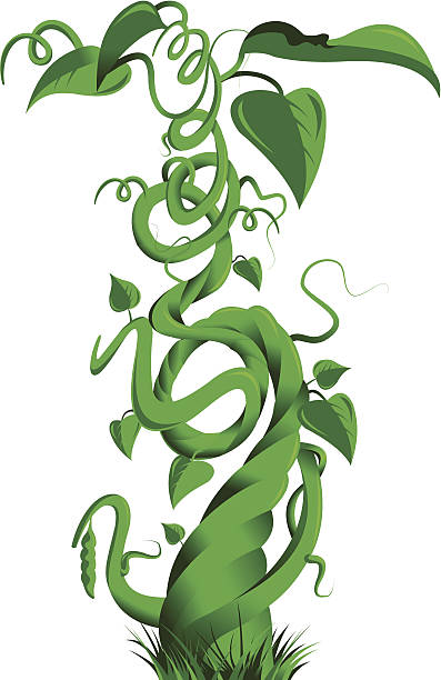 green beanstalk Vector illustration of a bean stalk on the fairy tale Jack and the Beanstalk plant stem stock illustrations