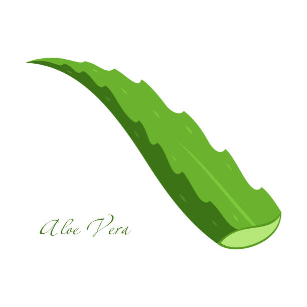 흰색 배경에 알로에 베라 식물의 녹색 가지 - aloe vera stock illustrations