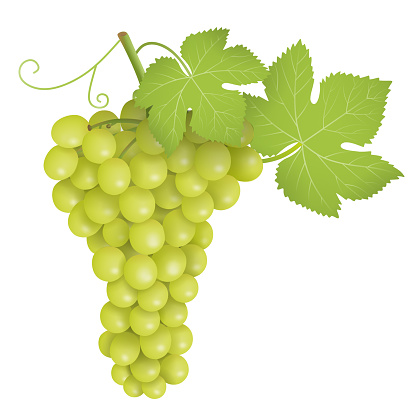 Green bunch of grapes. Green grapes cluster