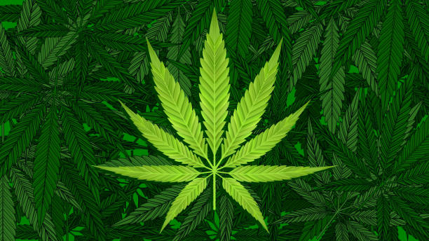 Green cannabis leaves pattern background vector art illustration
