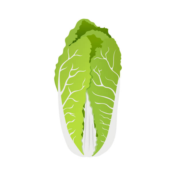 緑の白菜 - colse点のイラスト素材／クリップアート素材／マンガ素材／アイコン素材