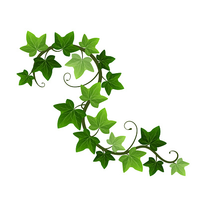 Green climbing ivy creeper branch isolated on white background. Hedera vine botanical design element. Vector illustration of hanging or wall climbing ivy plant.