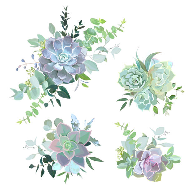 Green colorful succulent bouquets vector design objects Green colorful succulent bouquets vector design objects. Eucalyptus selection, echeveria, herbs, various plants and leaves. Natural greenery set. All elements are isolated and editable cactus borders stock illustrations