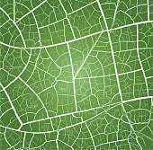 Fully customizable green vector crackle background.
