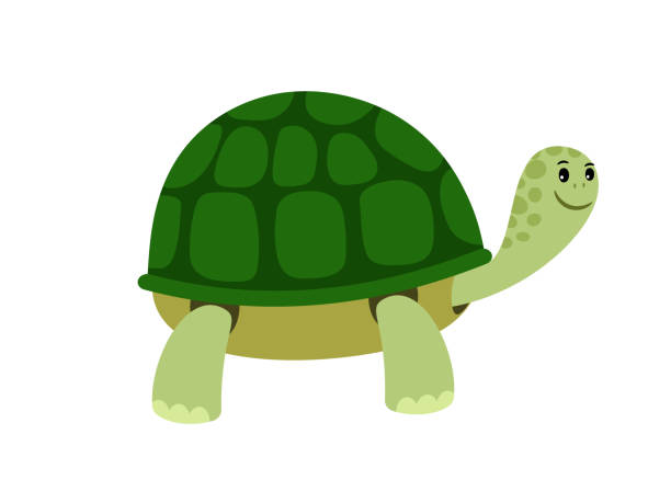 Green cute turtle cartoon icon Green cute turtle cartoon icon isolated on white background, vector illustration turtle stock illustrations
