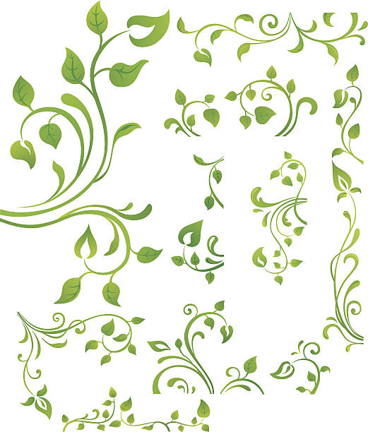 Green floral element Vector collection of green branches with leaves. vine plant stock illustrations