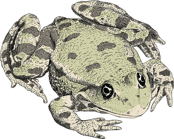 illustrazioni stock, clip art, cartoni animati e icone di tendenza di rana verde - ranocchia