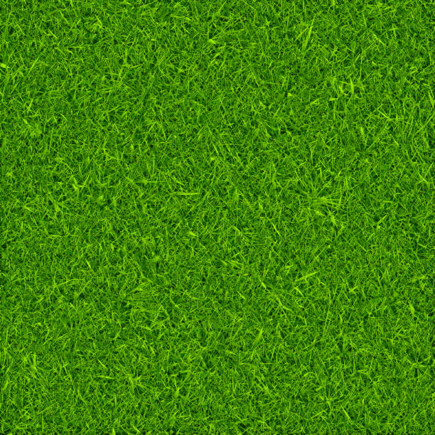 Green grass background vector vector art illustration