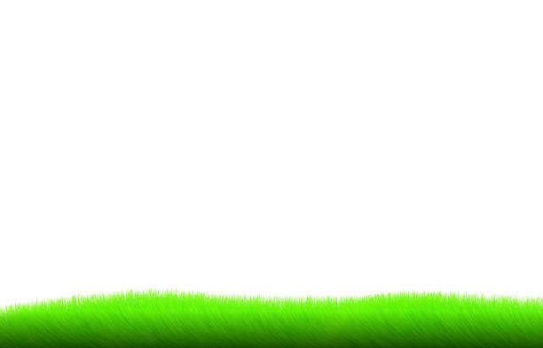 Green Grass Border Gradient Color Texture Isolated On White Background  March April May Abstract Herbal Floor Vector Illustration Park Yard Garden  Natural Landscape Decoration Stock Illustration - Download Image Now -  iStock