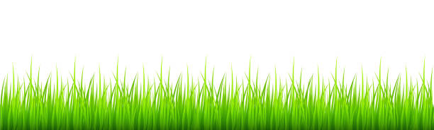 stockillustraties, clipart, cartoons en iconen met groene grasgrens die op witte achtergrond wordt geïsoleerd. gazon of weide natuurlijke textuur. thema lente. vector beeldverhaalillustratie - suriname