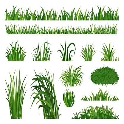 Green grass collection. Yard lawn border, herbal natural turf. Summer spring flora elements. Field silhouette plant, isolated vegetation neoteric vector set. Green lawn grass and meadow illustration