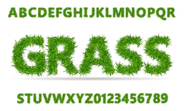 illustrations, cliparts, dessins animés et icônes de police d'herbe verte. alphabet de texture de pelouse avec des nombres sur le fond blanc. - pelouse