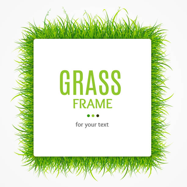 Green Grass Frame. Vector Green Grass Square Box Frame for Design Promotion Banner or Card Decorative Eco Element . Vector illustration of Plant Texture Border grass borders stock illustrations