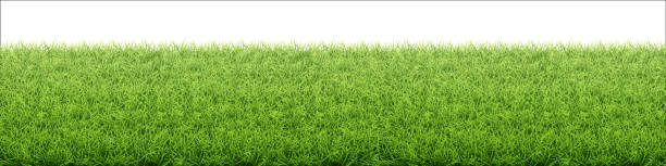 Green grass lawn. Border from fresh grass field. Green grass lawn. Border from fresh grass field. Background for design natural countryside landscape. grass borders stock illustrations