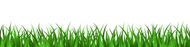 Green grass lawn seamless border summer background Green grass spring seamless border. Summer herbal panoramic background. Endless lawn isolated on white. Natural herbal horizontal banner. Cartoon colorful vector illustration grass borders stock illustrations