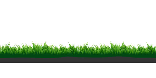 Green grass. Meadow grass with soil. Elements for your design. Green grass. Meadow grass with soil. Elements for your design. grass borders stock illustrations