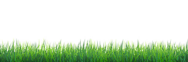 Green grass seamless border Vector green realistic seamless grass border isolated on white background. This illustration is designed to make a smooth seamless pattern if you duplicate it horizontally to cover more space. gardening borders stock illustrations