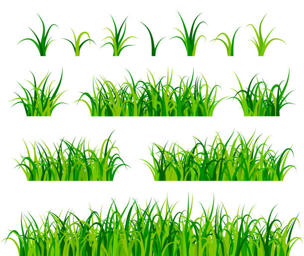 Green grass set vector art illustration