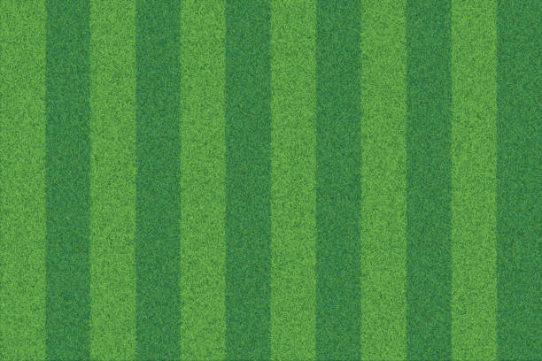 Green grass striped realistic textured background Vector realistic top view illustration of soccer green grass field. Detailed striped line football stadium texture. grass backgrounds stock illustrations