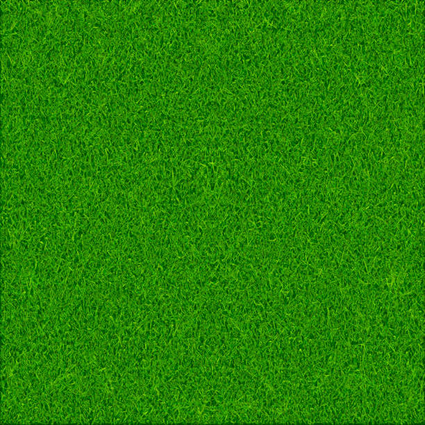 Green grass texture background vector art illustration