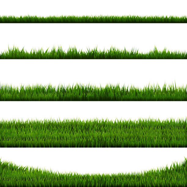 Green Grass Green Grass Border Big Collection, Vector Illustration grass borders stock illustrations