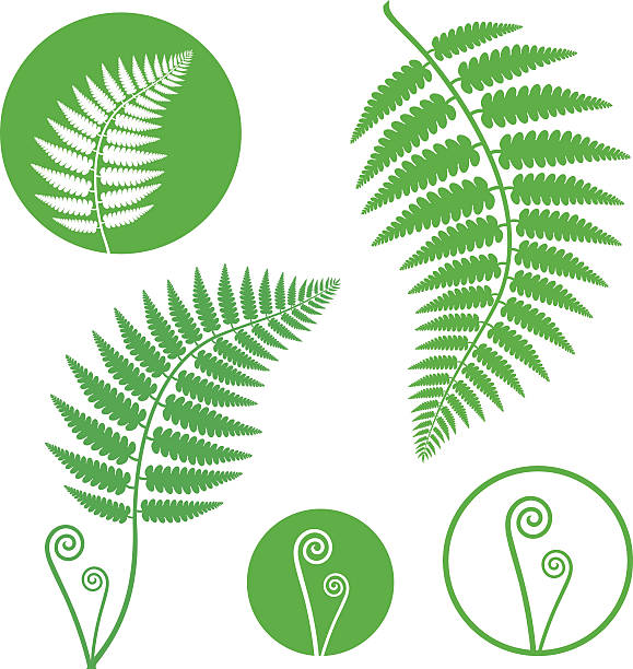 Green illustrations of fern fronds and icons on white back ( EPS. JPEG ) fern stock illustrations