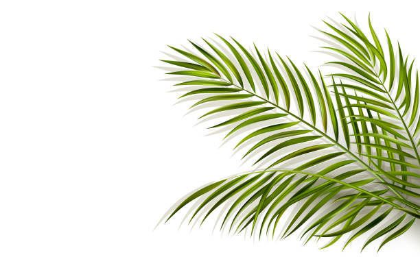 green leaf of palm tree on white background Vector green leaf of palm tree with overlay shadow isolated on white background palm leaf stock illustrations