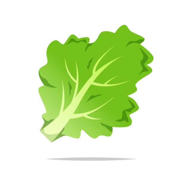 Green lettuce vector isolated illustration Vector element lettuce stock illustrations