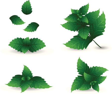 Green mint leaves and a white background