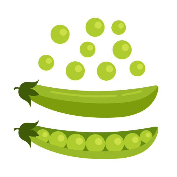 開いているエンドウ種子、緑します。新鮮な果物のコンセプトです。ベクトル フラット漫画デザイン グラフィック イラスト アイコン - グリーンピース点のイラスト素材／クリップアート素材／マンガ素材／アイコン素材