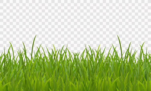 green realistic spring grass on transparent background, vector green realistic spring grass on transparent background, vector grass borders stock illustrations