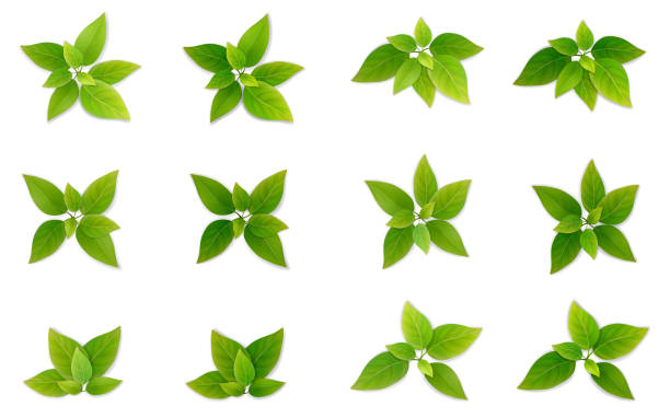 Green realistis leaf set. Green leaf set. Leaves of tea or tree. Part of the plant for the design of illustrations on the theme of ecology and healthy eating. Realistic vector, isolated on a white background. green tea stock illustrations