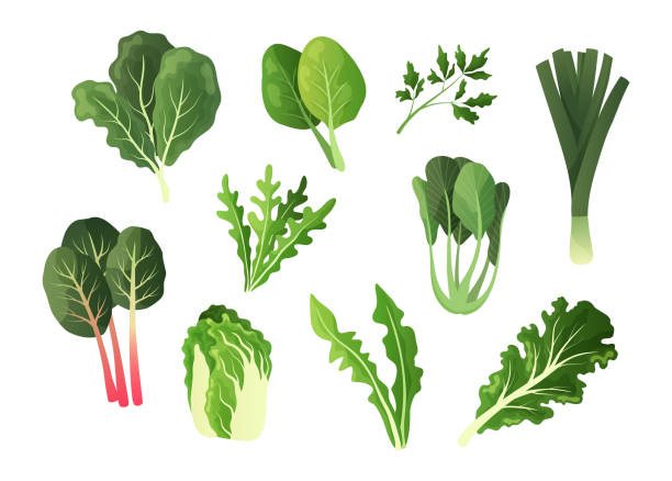 Green salad vegetables. Cartoon food leaves. Organic lettuce and watercress. Isolated chard or spinach. Fresh dandelion. Natural arugula and collard. Vector vegetarian products set Green salad vegetables. Cartoon healthy food leaves. Organic lettuce and watercress. Isolated chard or spinach. Fresh dandelion. Natural arugula and collard plants. Vector vegetarian products set chard stock illustrations