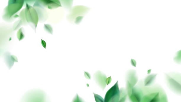 Green spring nature background with leaves Green nature leaves on white background vector isolated elements design alternative medicine stock illustrations