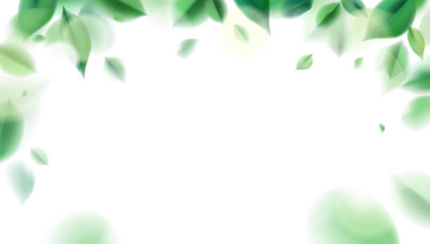 Green spring nature background with leaves Green nature leaves on white background vector isolated elements design landscape scenery borders stock illustrations