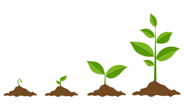 Green Sprout Set, Vector Illustration Phases plant growing. Planting tree infographic. Evolution concept. Sprout, plant, tree growing agriculture icons. Vector illustration in flat style seedling stock illustrations