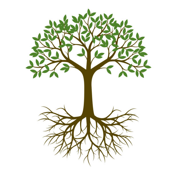 Tree Roots Illustrations, Royalty-Free Vector Graphics & Clip Art ...