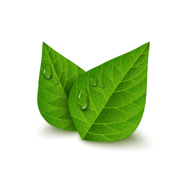 Royalty Free Green Tea Leaves Clip Art, Vector Images & Illustrations