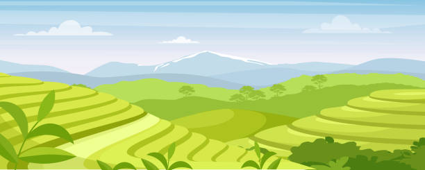 ilustrações, clipart, desenhos animados e ícones de ilustração de vetor de plantação de chá verde, campos rurais planos de desenho animado, colinas de terraço com vegetação e montanha no horizonte, fundo agrícola asiático - plantação