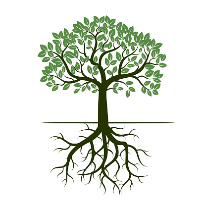 Green Tree and Roots. Vector Illustration.